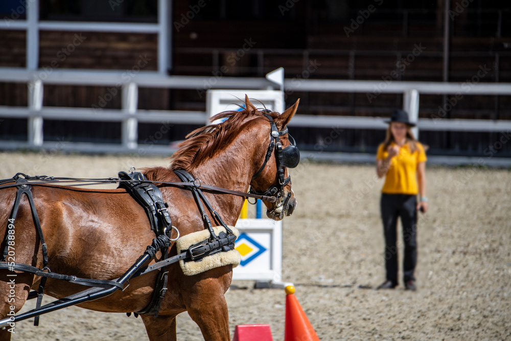 beautiful horse close-up on the field for equestrian events beautiful horse close-up on the field for equestrian events