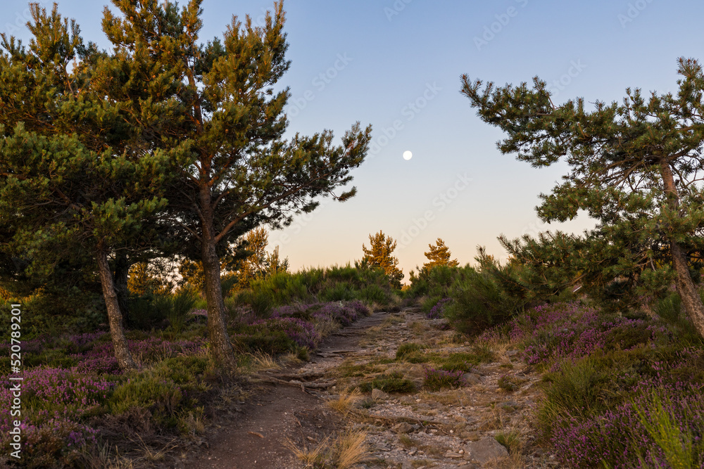 Chemin de randonnée au sommet du Mont Caroux à l'aube, avec la lune