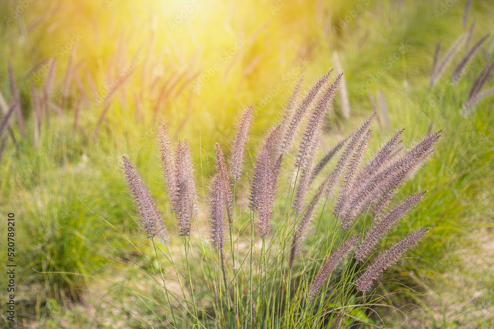 Close-up of the fountain grass (Pennisetum setaceum) in the middle of a beautiful Close-up of the fountain grass (Pennisetum setaceum) in the middle of a beautiful