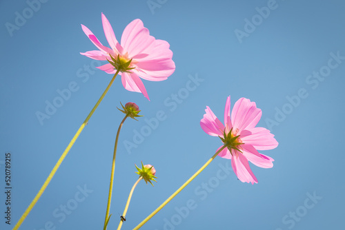Beautiful wild flowers camomiles flowers in the field receiving natural Summer bright landscape