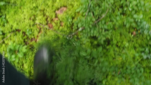 A man in black rubber boots walks through a sphagnum bog. Sphagnum moss. Black waders. photo