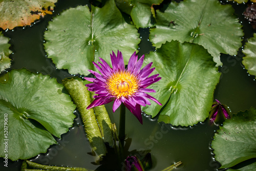 Flor de loto color violeta en estanque tranquilo photo