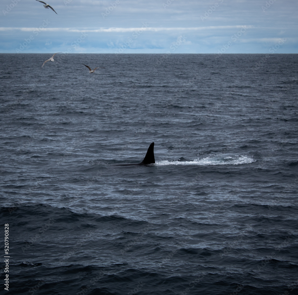 Fototapeta premium Orca in the northern arctic ocean