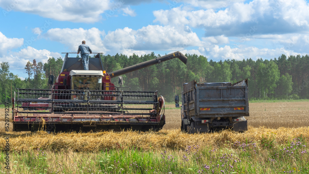 Naklejka premium Combine harvester harvesting on the field. Harvesting wheat. Harvester machine working in field.