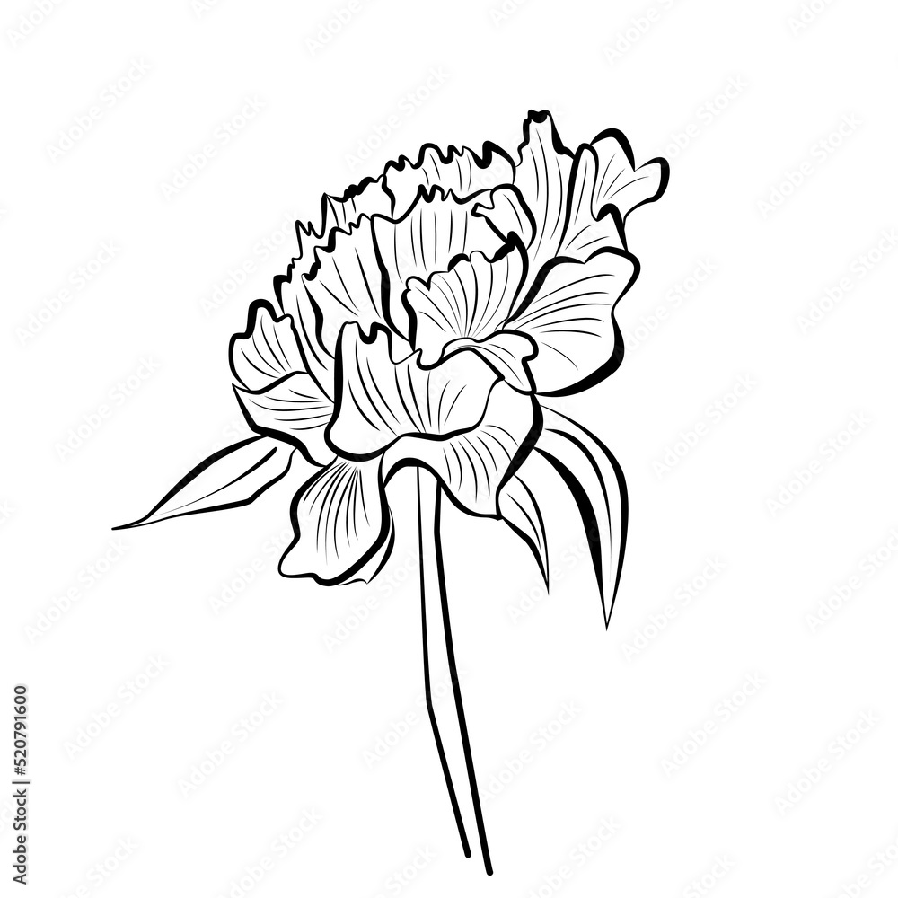 Peony flower. Vector hand drawn illustration. Design for text, packaging, prints, wall decoration