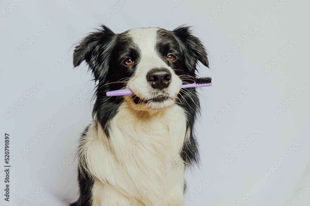 Cute smart funny puppy dog border collie holding toothbrush in mouth isolated on white background. Oral hygiene of pets. Veterinary medicine, dog teeth health care banner Cute smart funny puppy dog border collie holding toothbrush in mouth isolated on white background. Oral hygiene of pets. Veterinary medicine, dog teeth health care banner
