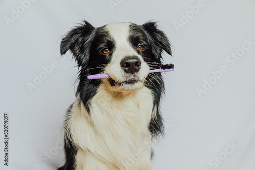 Cute smart funny puppy dog border collie holding toothbrush in mouth isolated on white background. Oral hygiene of pets. Veterinary medicine, dog teeth health care banner © Юлия Завалишина