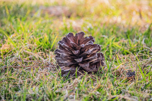 pine cone on the ground