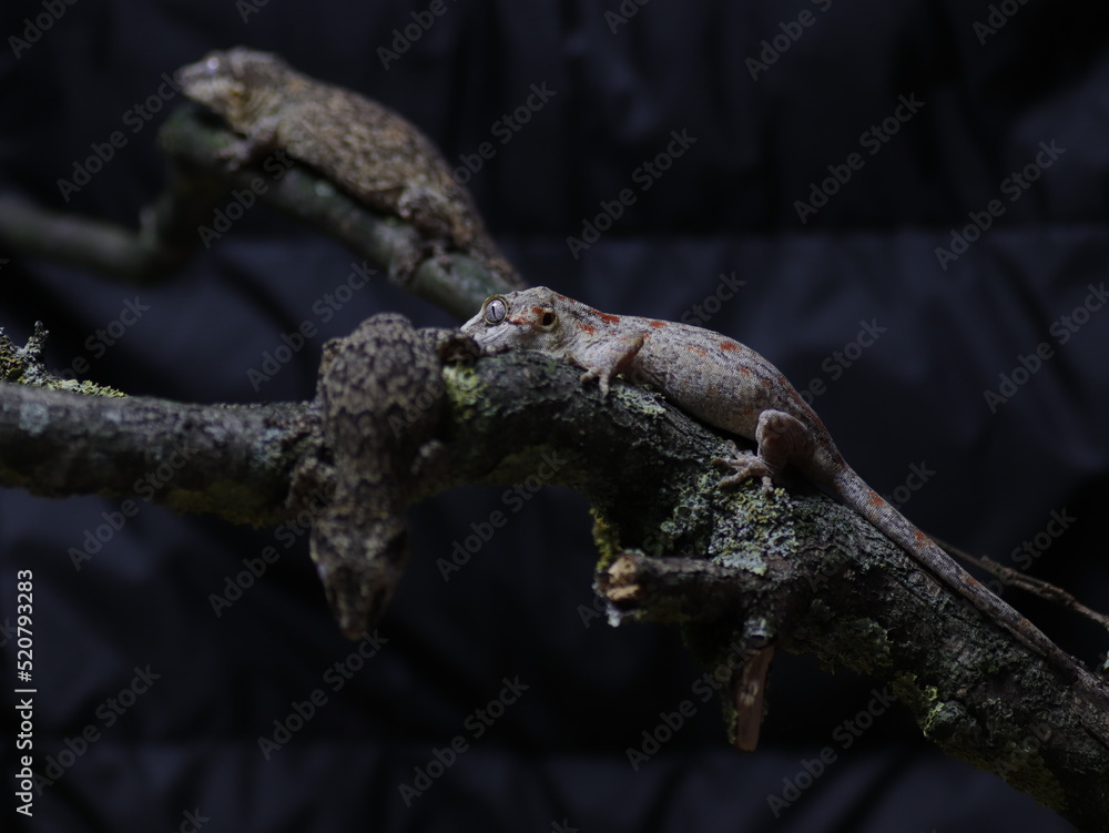 big lizard group on the tree