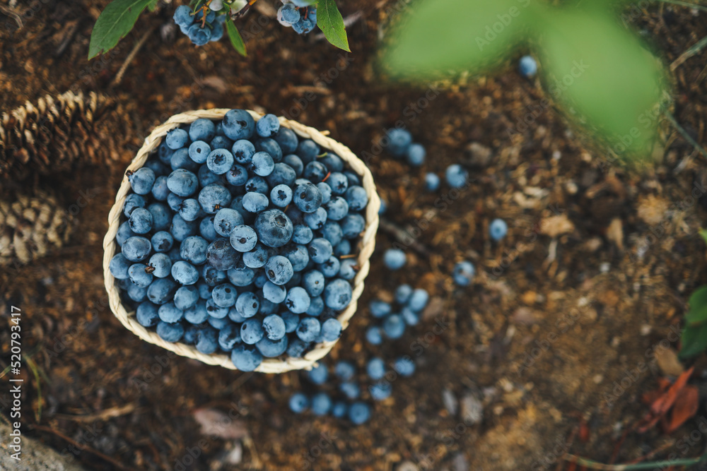 Fototapeta premium Blueberries in a basket against the background of a bush with berries