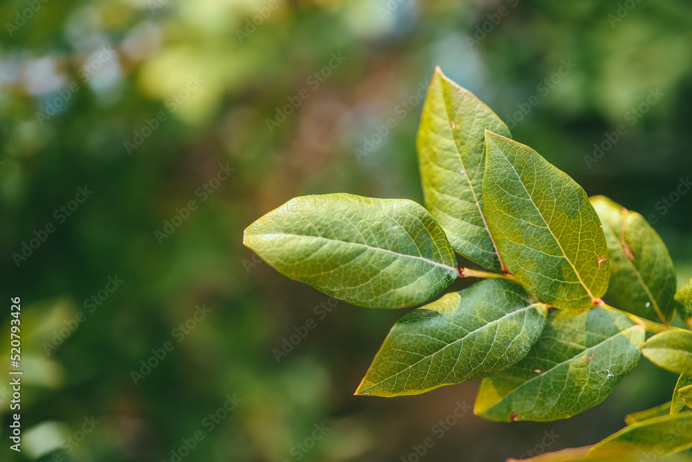 Green blueberry leaf on a branch close-up