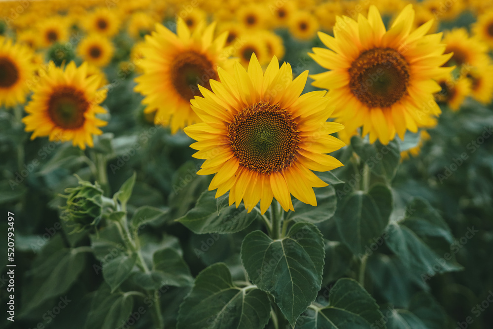 Sunflower field yellow summer close up Sunflower field yellow summer close up