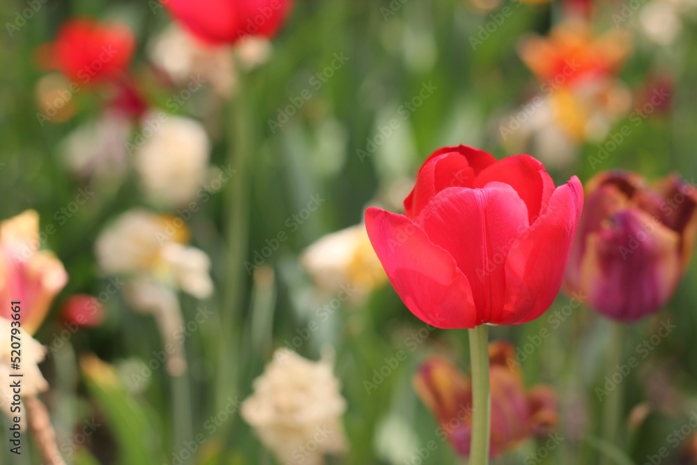 red and white tulips