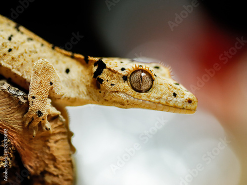little gecko on the tree crestedgecko photo