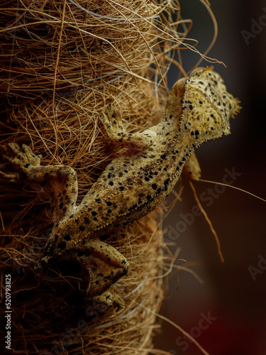 little gecko on the tree crestedgecko photo