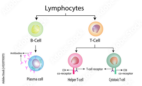 Types of Lymphocytes, adaptive immune system, cytotoxic and Helper t cells, B cell, plasma cell and memory cell. vector illustration. photo