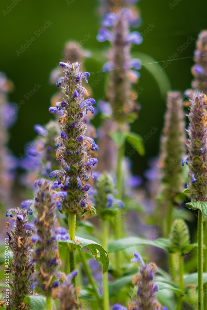 close up of lavender flowers