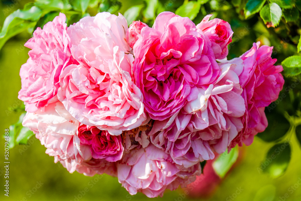 Fototapeta premium pink flowers roses