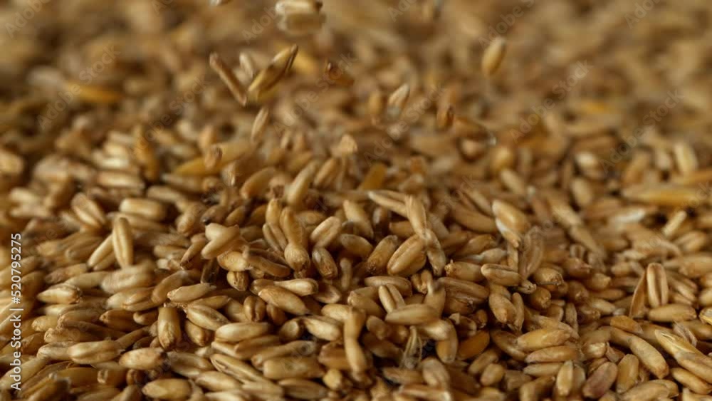 Falling of grain oats close-up, macro shot. Filmed on high speed cinematic camera at 1000 fps. Falling of grain oats close-up, macro shot. Filmed on high speed cinematic camera at 1000 fps.