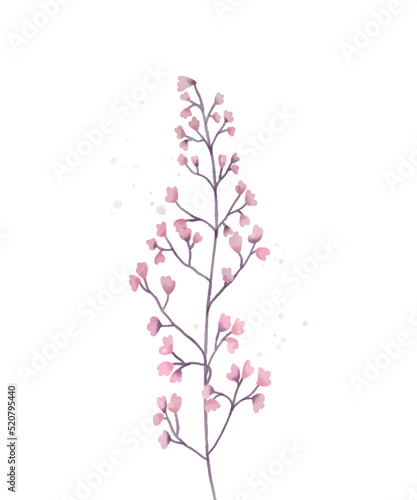 Vector meadow flower with purple flowers isolated on white background © Валерия Бойкачёва