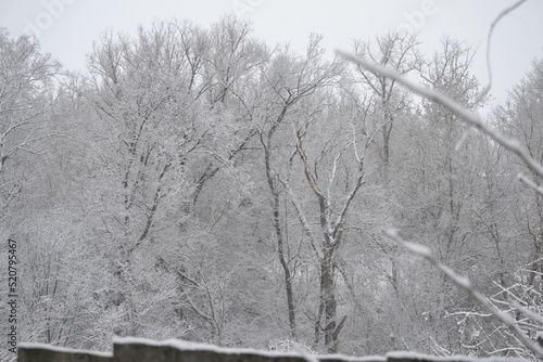 Wallpaper Mural снегопад Torontodigital.ca