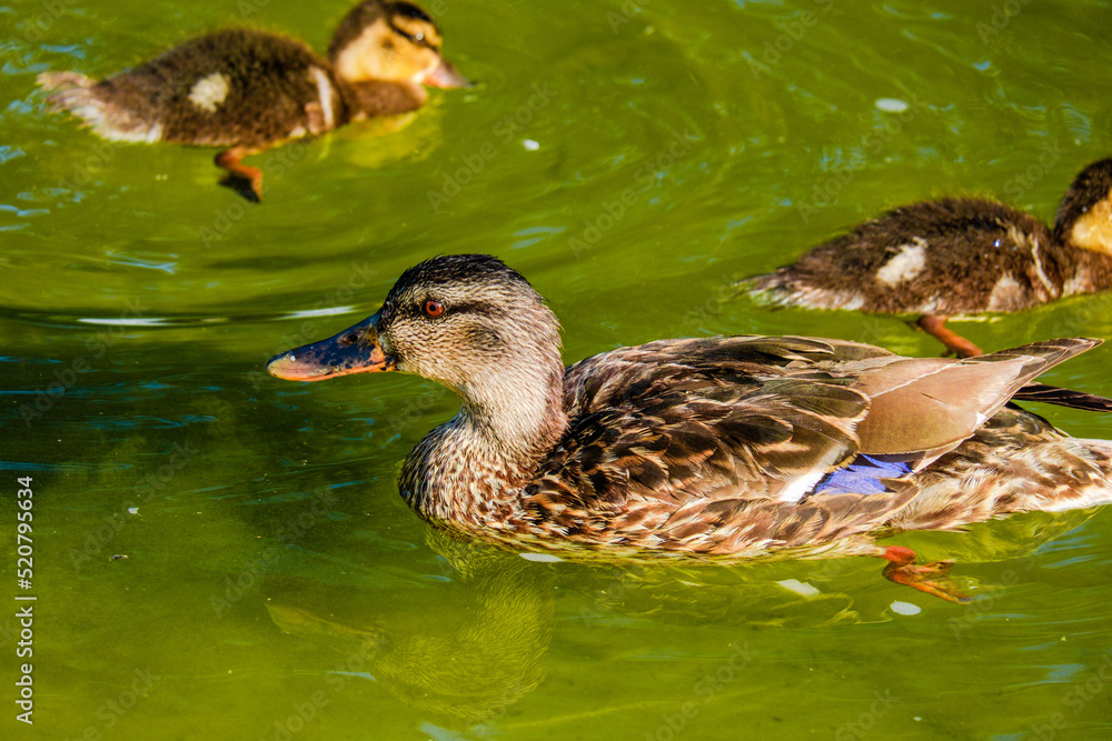 Obraz premium wild ducks swimming in the pond