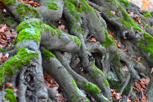 Wurzeln im Wald