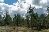 forest and clouds
