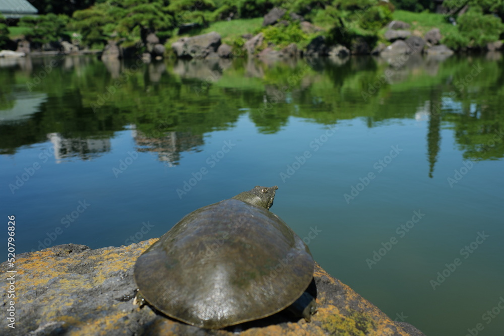 池を見るすっぽん A turtle looking at the pond