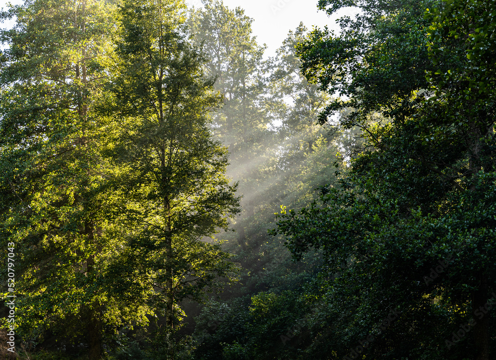 sun rays in the forest