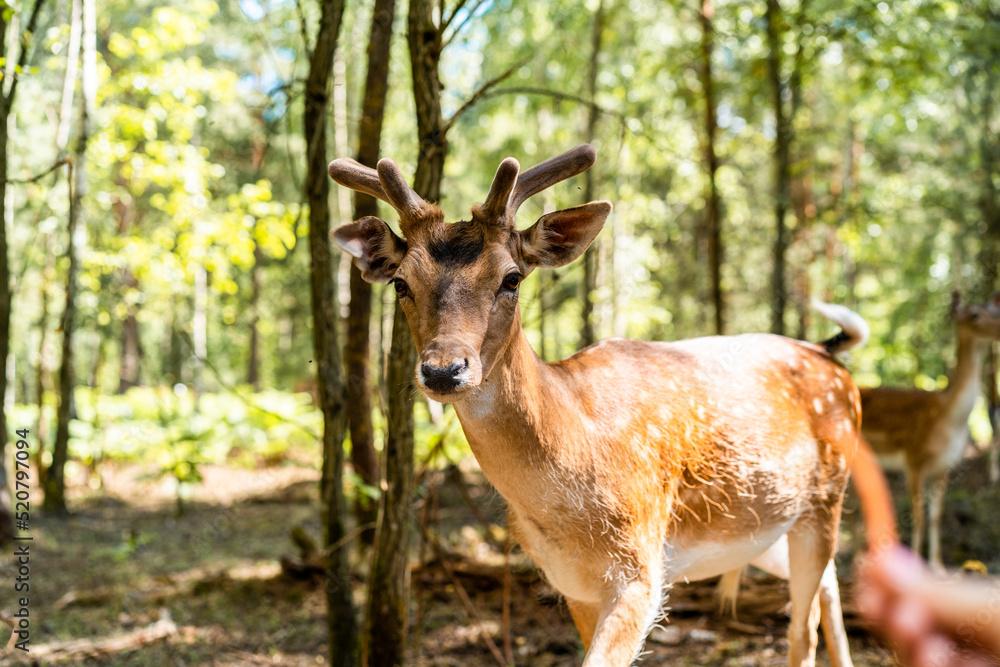 Young deer in the forest Young deer in the forest