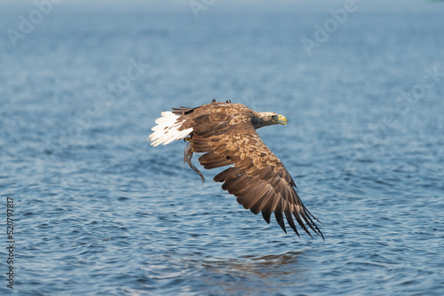 White tailed eagle - haliaeetus albicilla - in flight with caught fish with spread wings with blue water in background. photo from szczecin lagoon in poland. © PIOTR