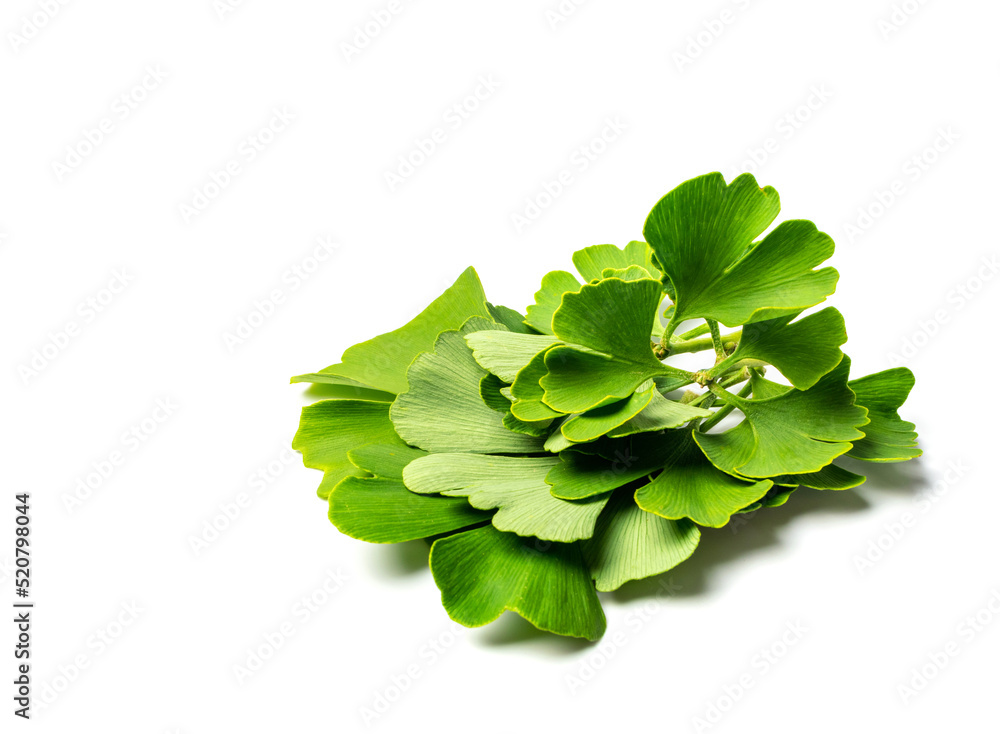 Fototapeta premium Ginkgo Biloba Leaves