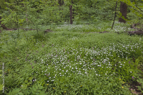 Forest meadow with white flowers on green grass.