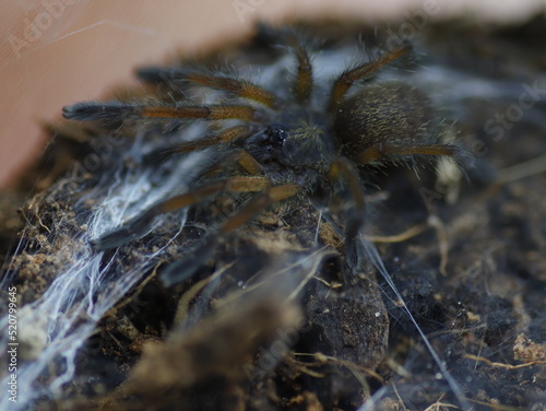 spider little tarantula harpactira photo
