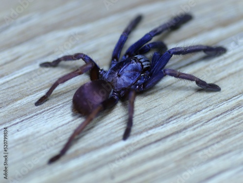 big spider haploclastus devematha tarantula