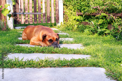 German boxer dog lies and gets bored in the garden
