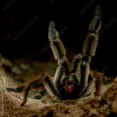 gold tarantula psalmopoeus ecclesiasticus big spider