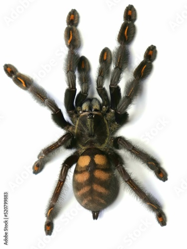 psalmopoeus irminie tarantula spider