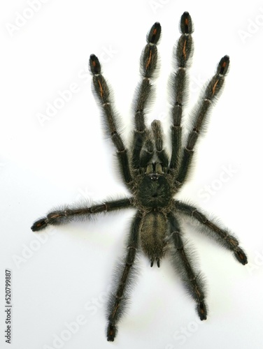 psalmopoeus irminie tarantula spider