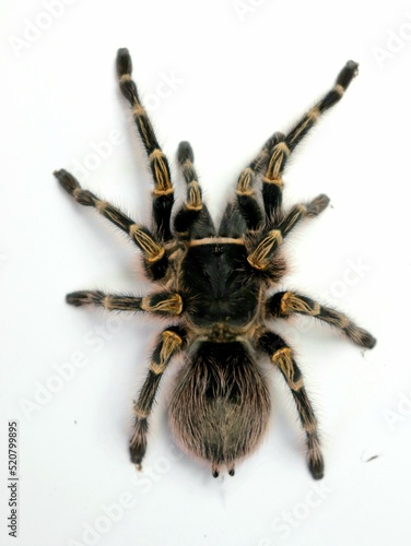 grammostola tarantula big spider 