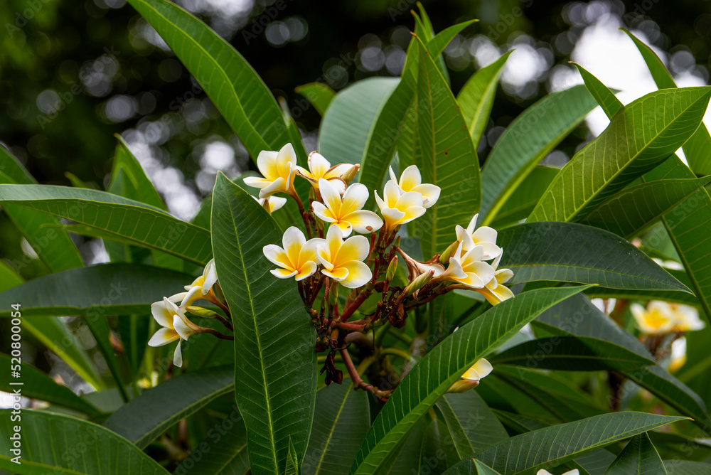 A beautiful lush frangipani planted in the garden A beautiful lush frangipani planted in the garden