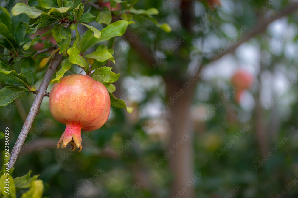 The fruit of Punica granatum ripen on a branch. Close-up. Blurred background. Harvest concept. Summer The fruit of Punica granatum ripen on a branch. Close-up. Blurred background. Harvest concept. Summer