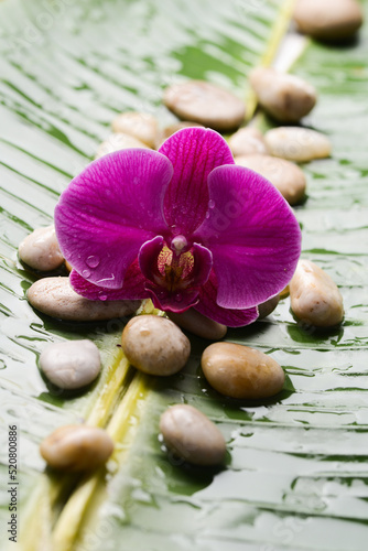 Pink orchid with stones with big leaves with wet drop background.