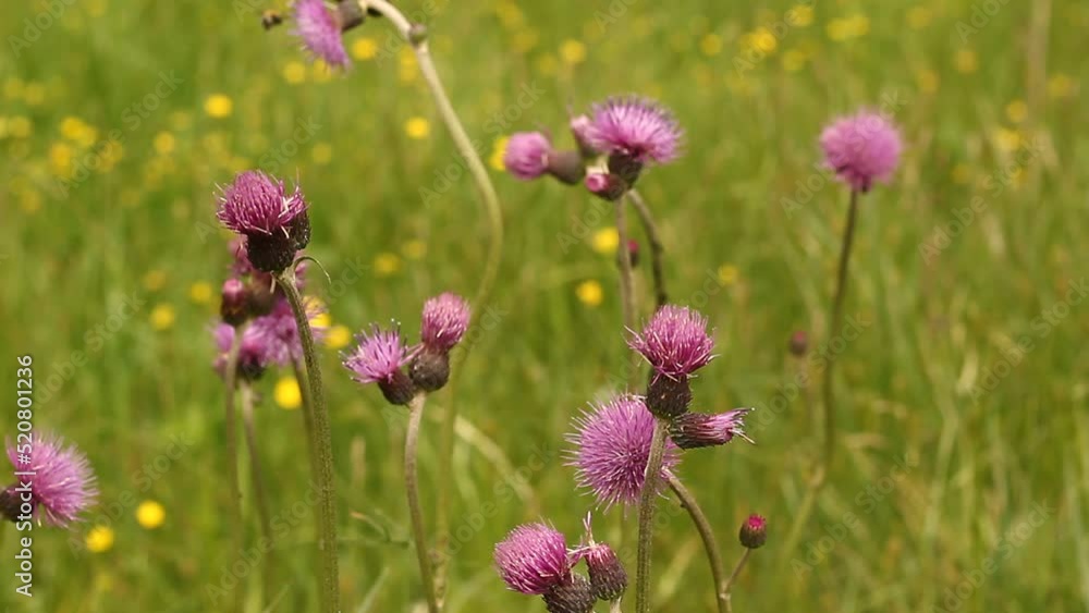 Thistle In Bloom swaying in the wind. Thistle In Bloom swaying in the wind.
