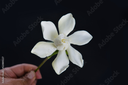 Hand holding gardenia jasminoides white flower on black background