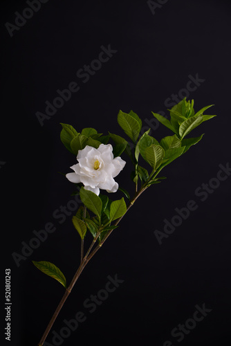 gardenia jasminoides white flower on black background

