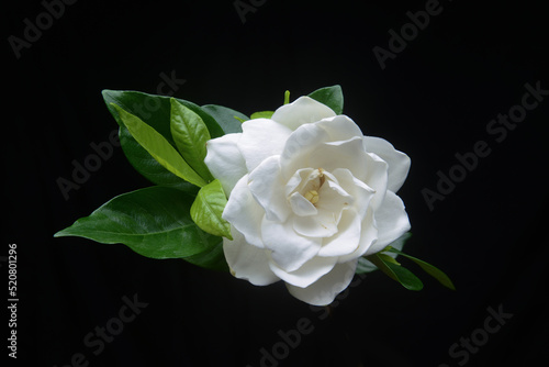 gardenia jasminoides white flower on black background

