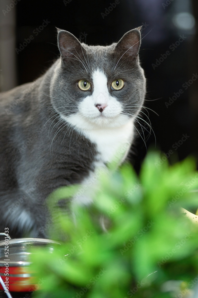 A gray cat with a white chest sits on the windowsill and looks into the camera. 