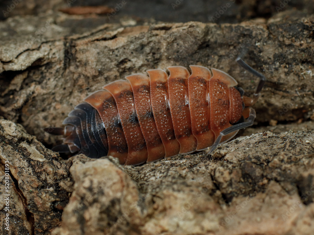 porcellio scaber lava isopod porcellio scaber lava isopod